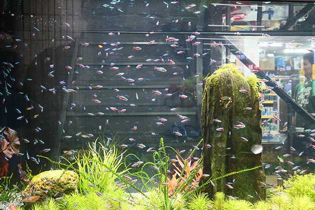 哪個牌子的水族箱好