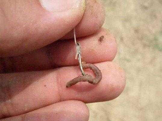 我國魚餌排行榜前10名