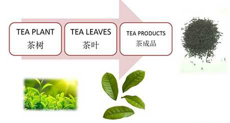 錫蘭紅茶有名的牌子