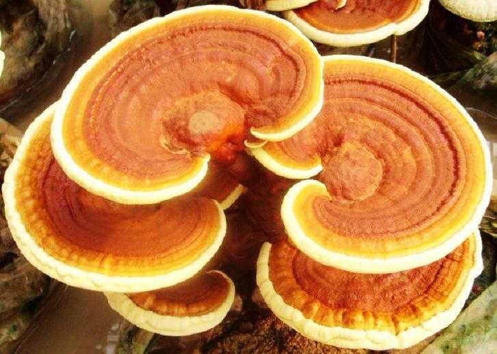 靈芝孢子粉哪個(gè)牌子好
