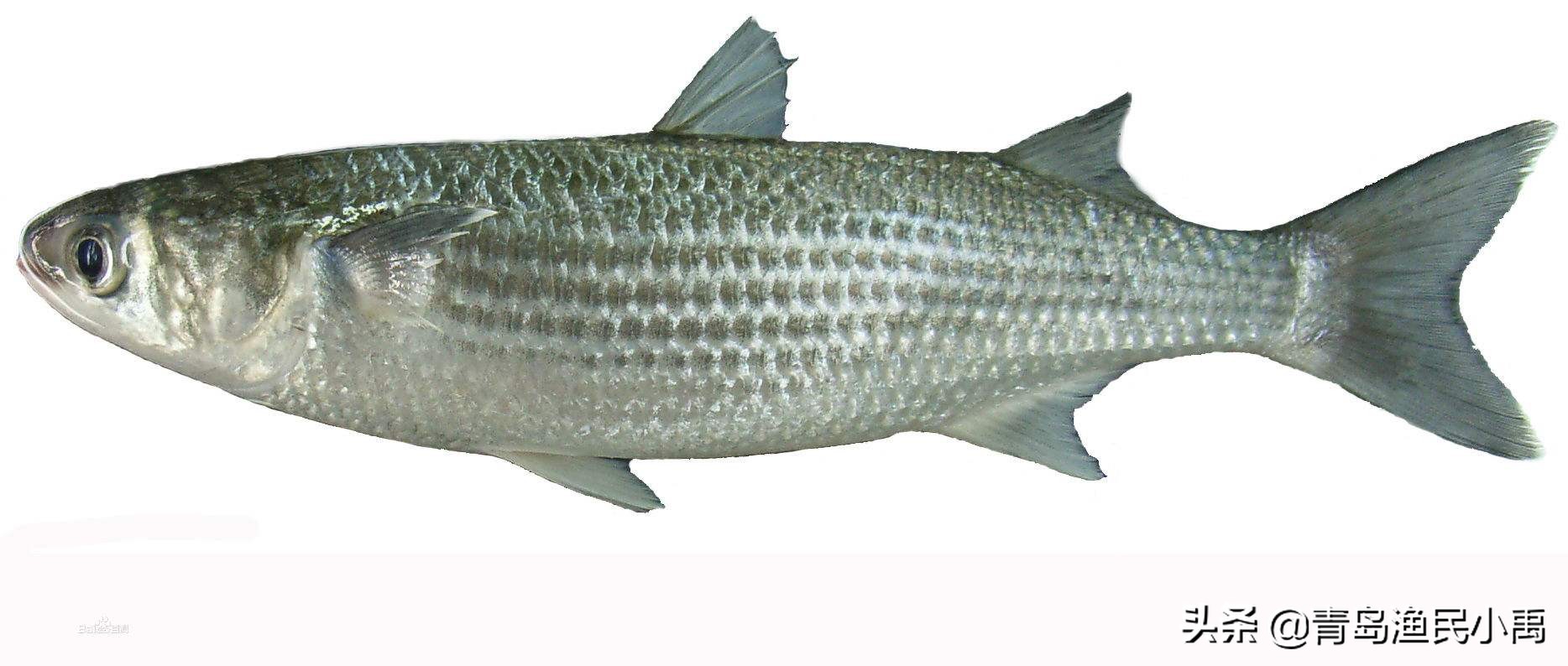 烏魚子是什么