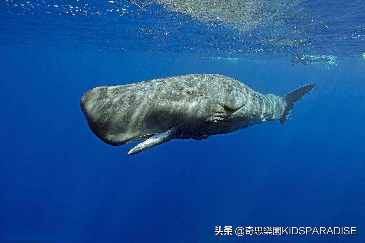 龍涎香一克多少錢