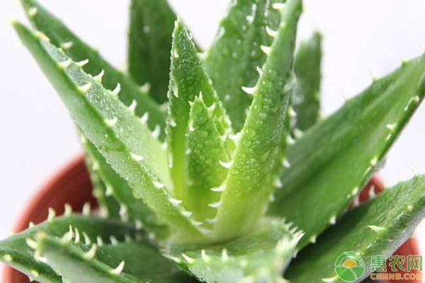 2019種蘆薈賺錢嗎？