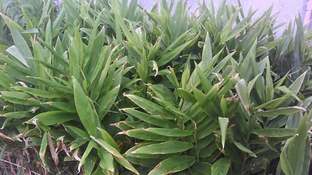 2019洋荷種植賺錢嗎