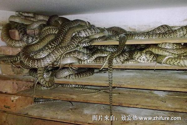 養蛇賺錢嗎？