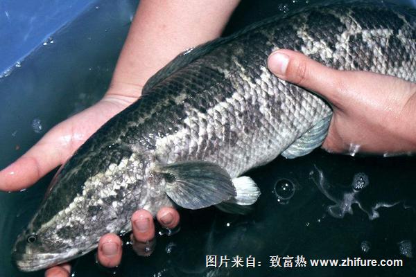 2019養黑魚賺錢嗎