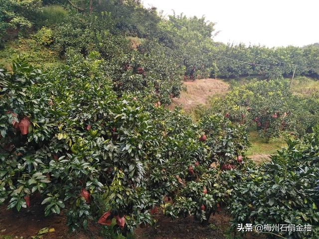 沙田柚種植技術和管理