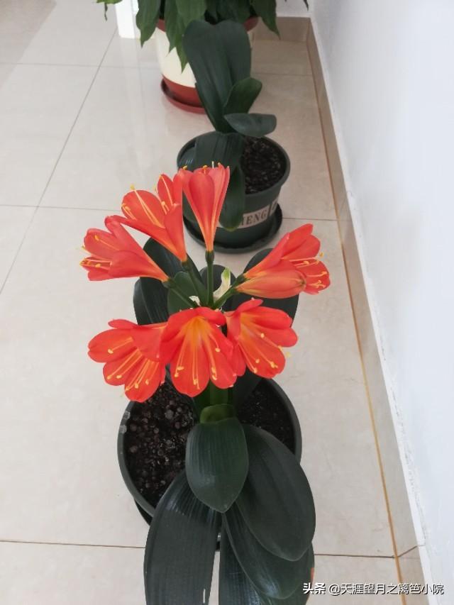 君子蘭不開花處理方法