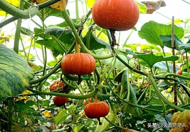 為什么沒有北瓜？