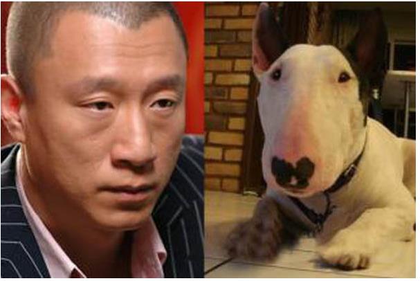 牛頭梗為什么禁養