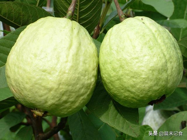 紅心芭樂(lè)好吃嗎
