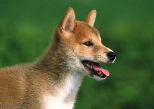 中華田園犬智商排名