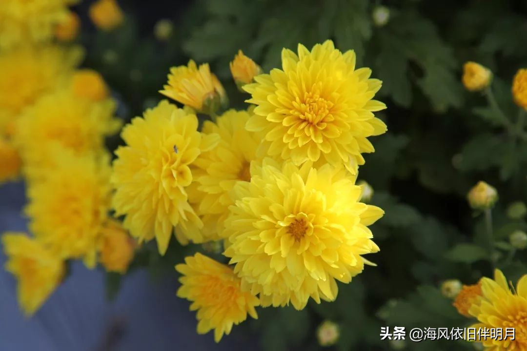 此花開盡更無花的上一句