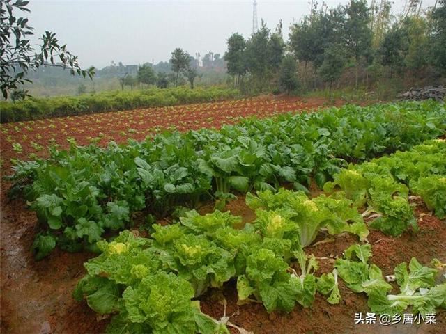 農村種植蔬菜從幾月份開始種？