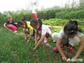粉絲說割韭菜什么意思
