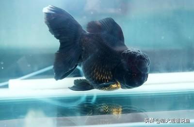 如果給魚灌點酒醉了后再放水里
