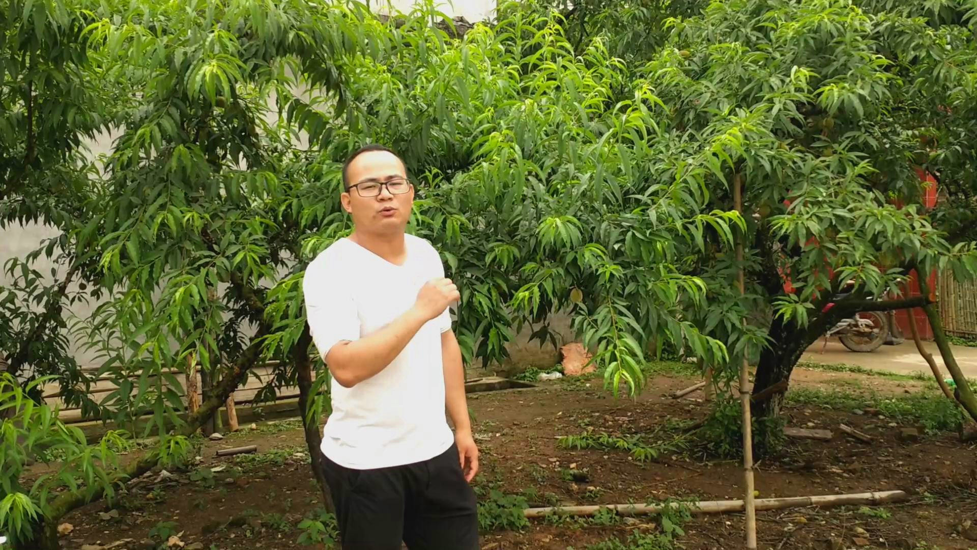 桃膠在哪里可以買到
