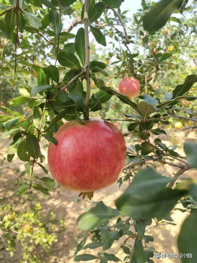 微信賣(mài)水果失敗案例