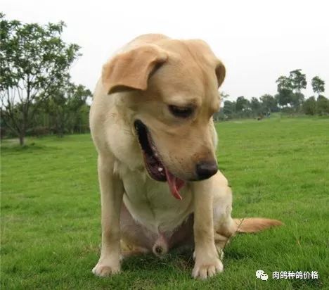 黑狼犬的優(yōu)點和缺點