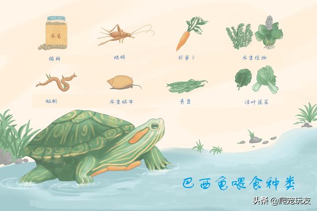 小巴西龜吃什么食物