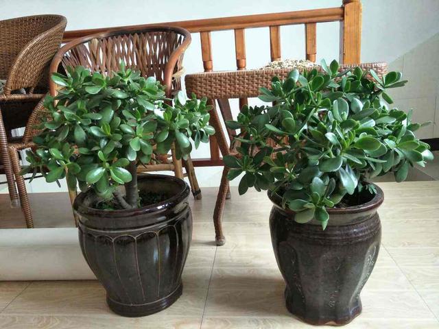 厚臉皮植物可以養在室內嗎？