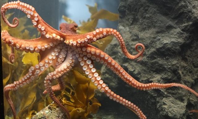 章魚有幾個心臟？