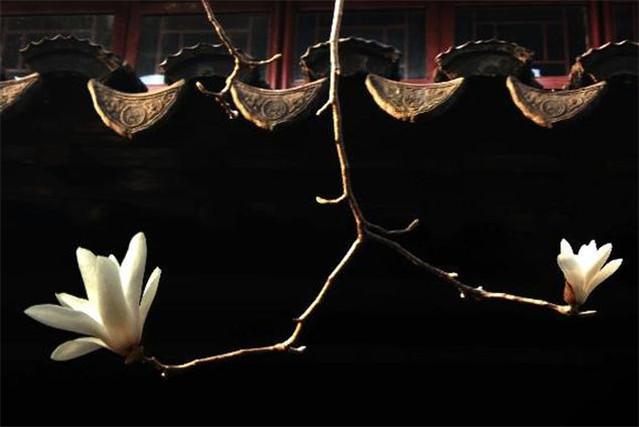 每日一禪微信經(jīng)典語錄