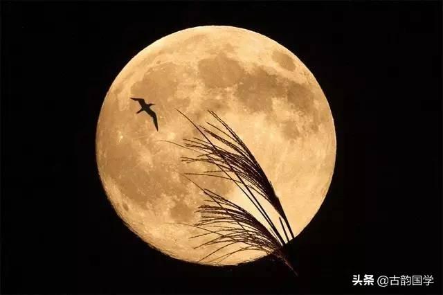 露從今夜白月是故鄉(xiāng)明