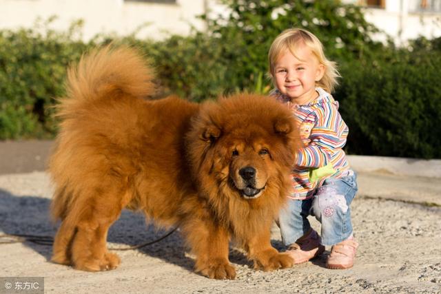松獅犬多少錢一只