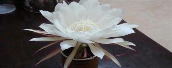 曇花什么時候開花