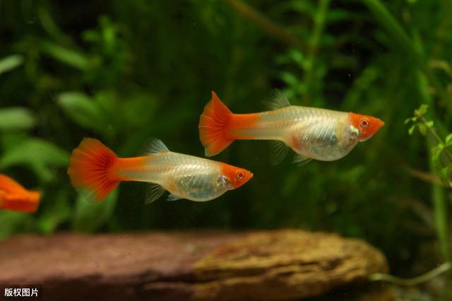 孔雀魚多久喂一次