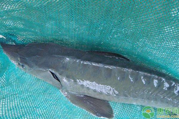 鱘魚多少錢一斤