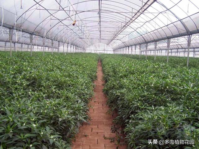 桂花樹為什么不開花