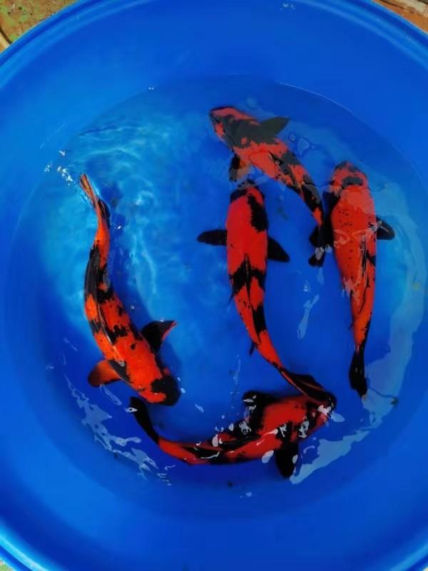 錦鯉啥意思
