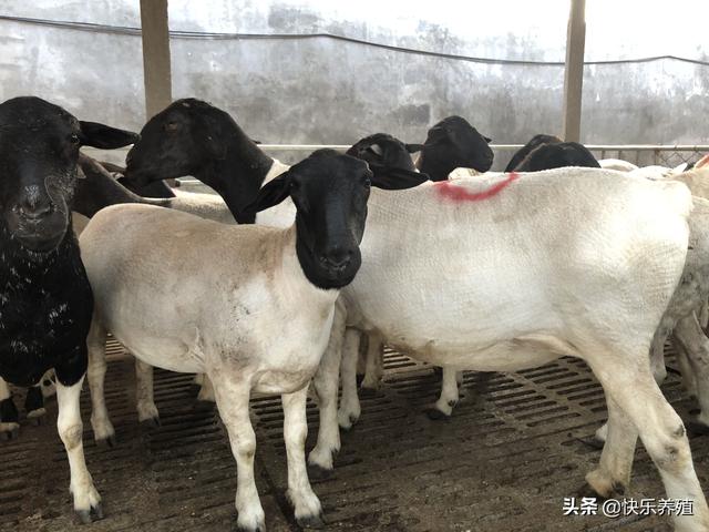 農(nóng)村養(yǎng)羊賺錢嗎