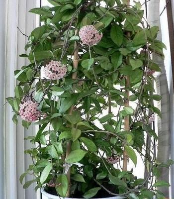 球蘭花搭架子實例圖