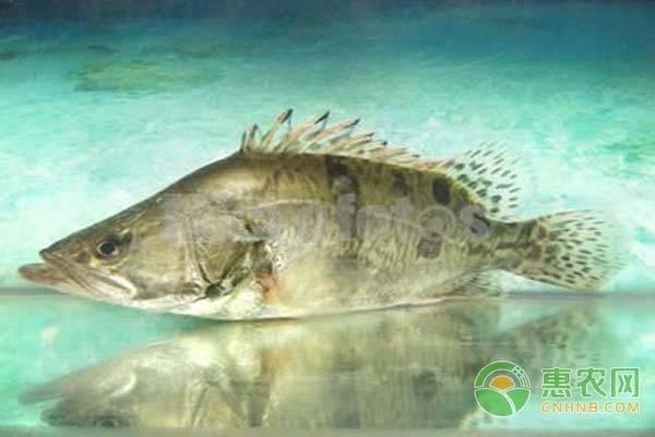 野生桂魚多少錢一斤