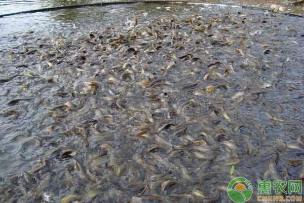 養殖泥鰍投資多少錢