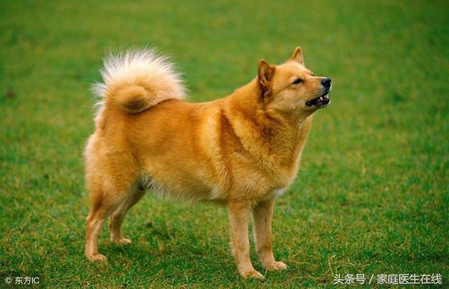 打狂犬疫苗注意事項有哪些