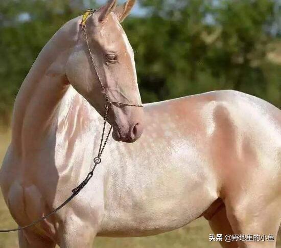 汗血寶馬多少錢一匹