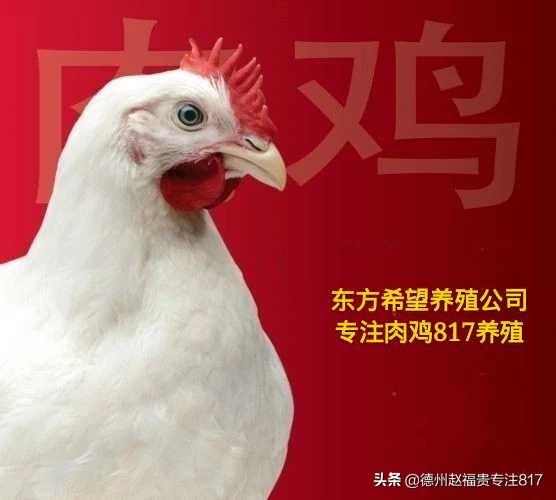 今日817毛雞價格