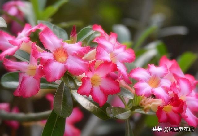 沙漠玫瑰有毒嗎
