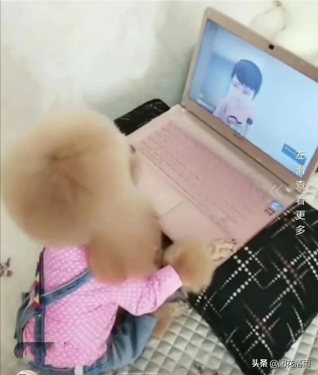 訓練泰迪犬的技巧