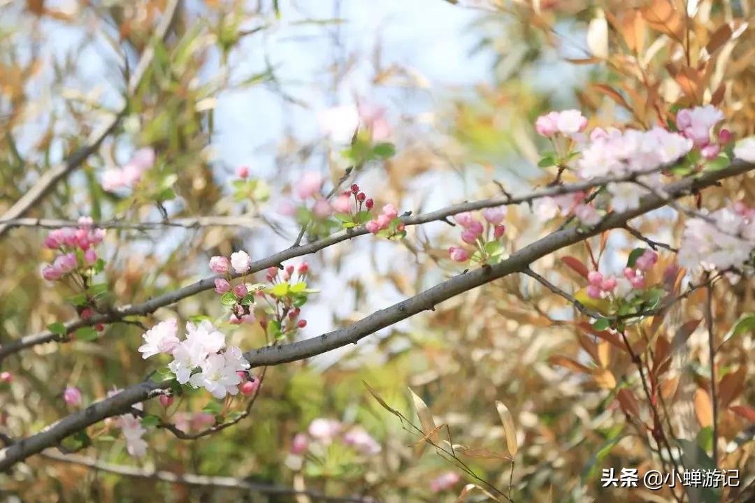 西昌到瀘沽湖自駕游攻略