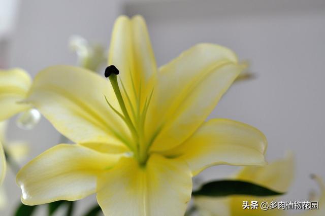 香水百合怎么養