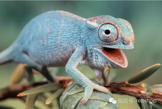 2020變色龍多少錢(qián)一只？