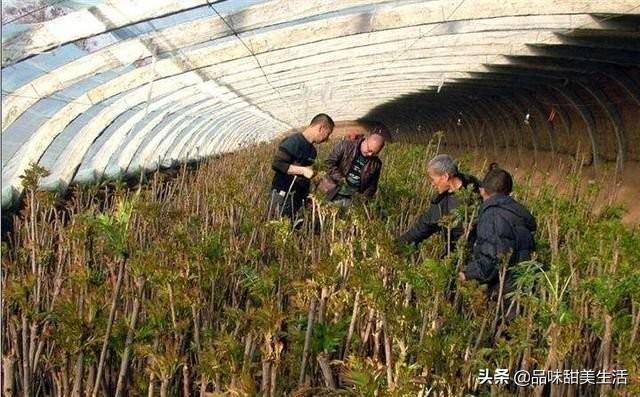 現在種植什么最賺錢