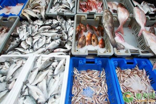 石斑魚多少錢一斤？