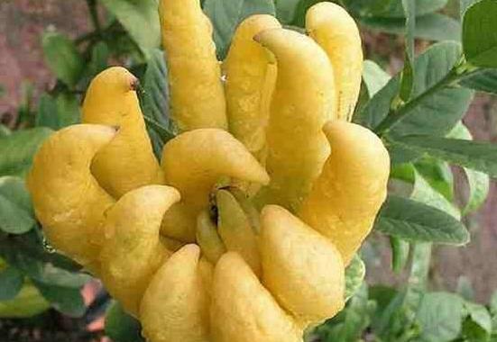 佛手柑怎么吃？