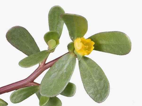 馬莧菜怎么做才好吃？